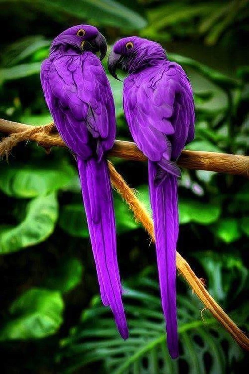 Фиолетовые попугаи - тропики, попугай, птицы - оригинал