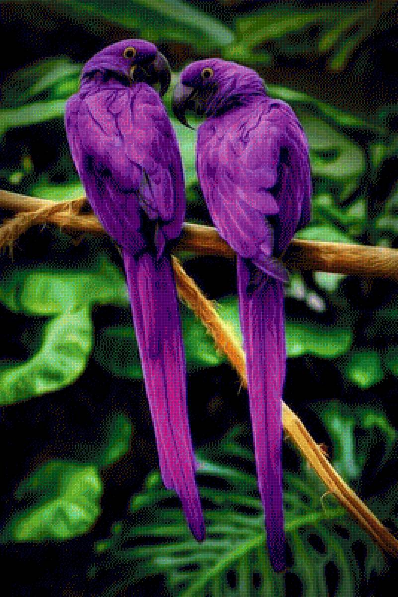 Фиолетовые попугаи - попугай, птицы, тропики - предпросмотр