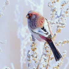 Зимняя птичка