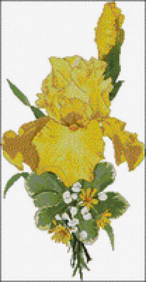 orchid - предпросмотр