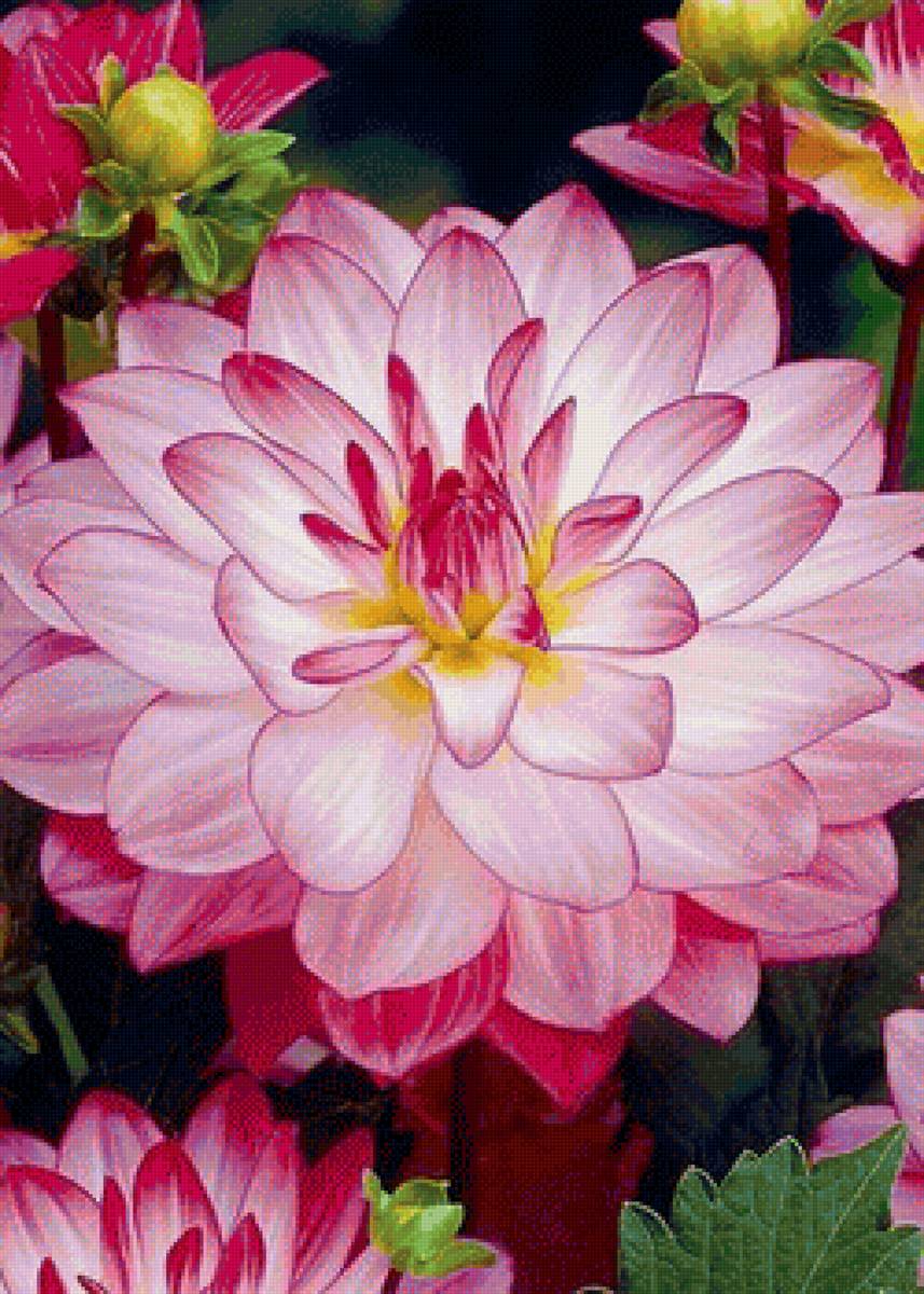 цветы - предпросмотр