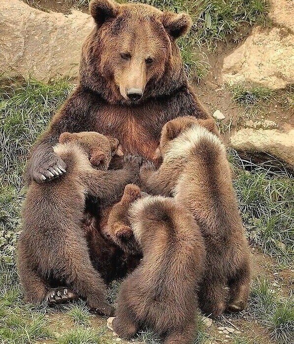 537 - оригинал