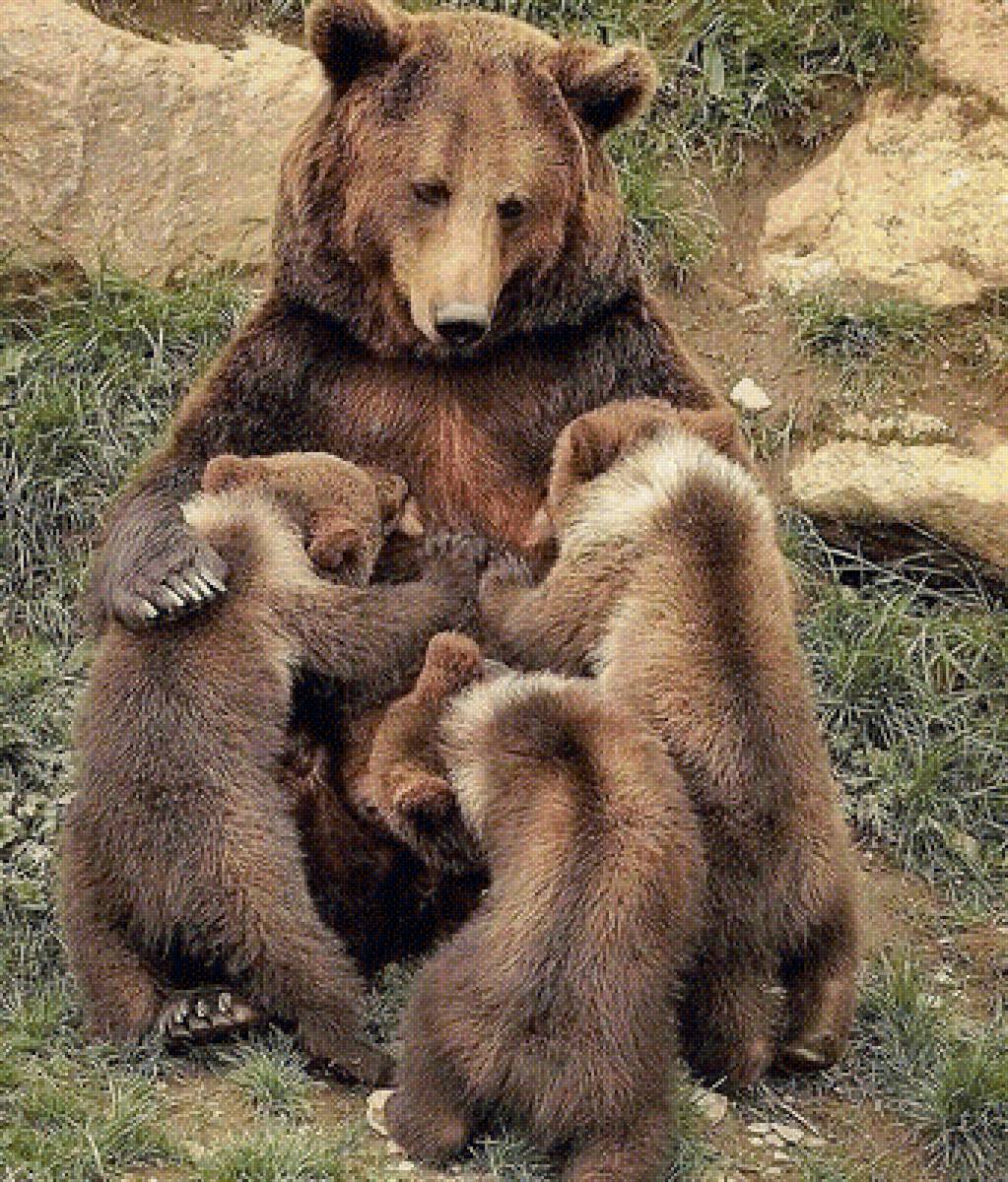 537 - предпросмотр