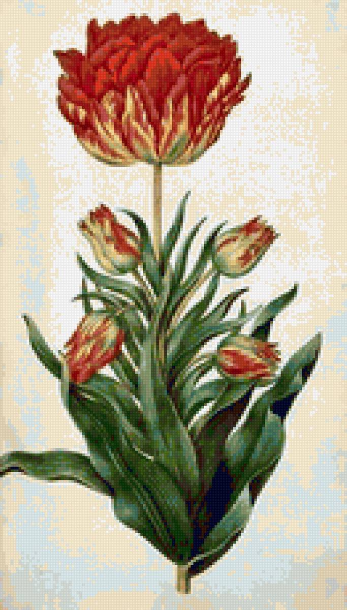 цветок - тюльпан, растение - предпросмотр