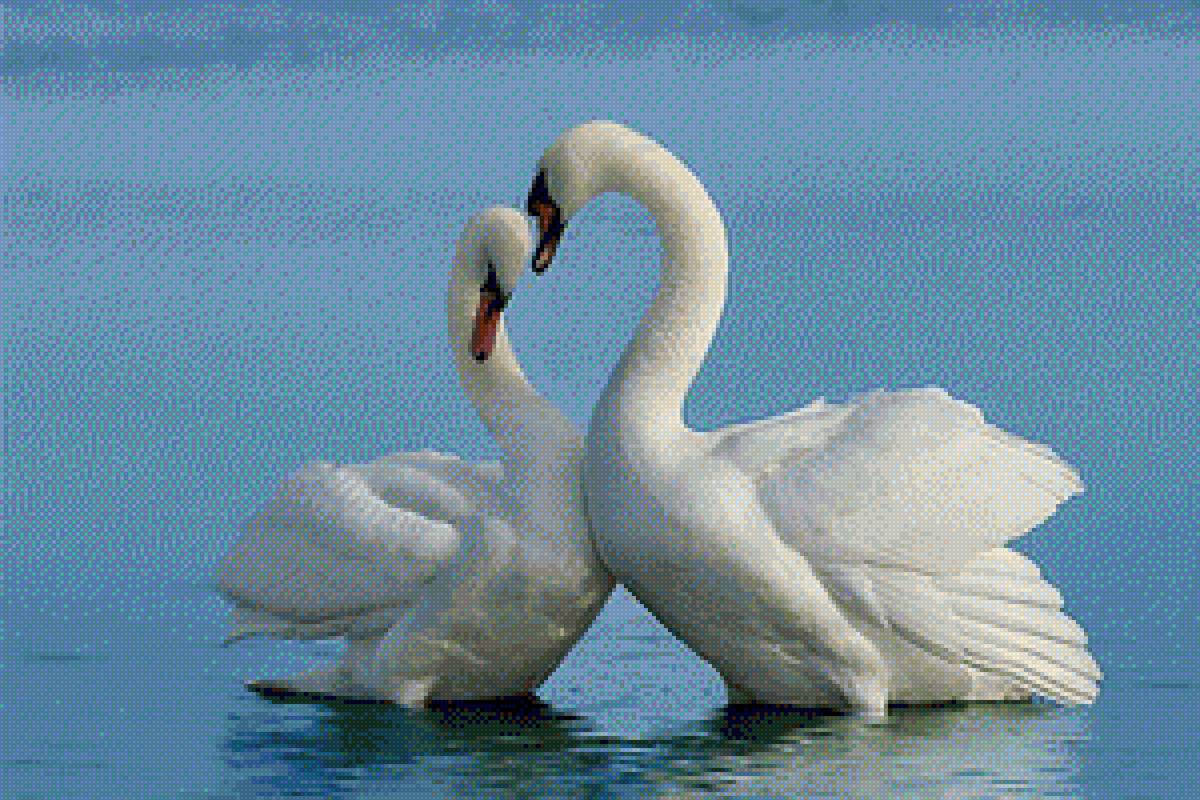 Лебединая верность значение. Пара лебедей. Влюбленные лебеди. Красивые лебеди. Два лебедя.