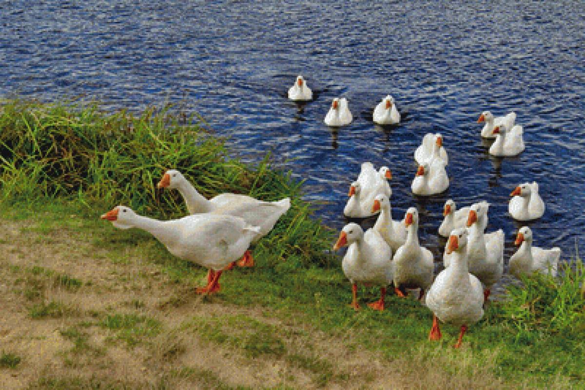 husi,voda - предпросмотр