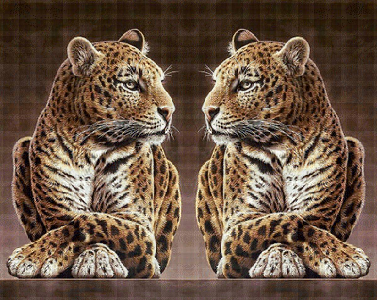 Леопард. - леопард, дикие, взгляд, хищник, животные - предпросмотр