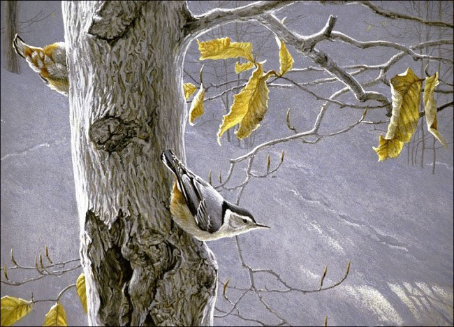 худ.Роберт Бейтман - поползень осень, птицы, зима, дерево - оригинал