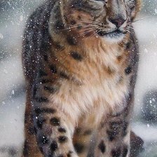 Схема вышивки «дикие»