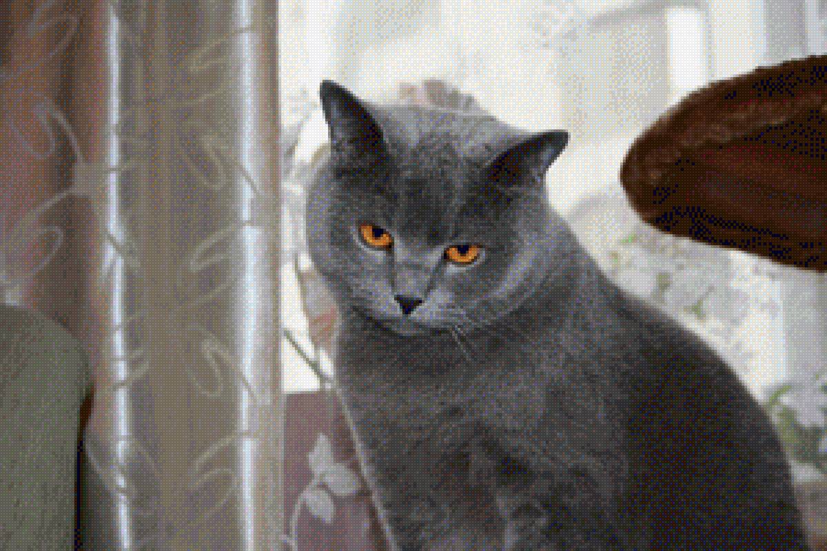 Маркиз 3 - предпросмотр