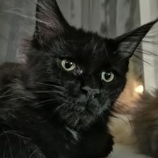 Схема вышивки «мейн кун»