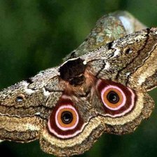 Схема вышивки «№2100036»