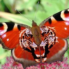 Схема вышивки «бабочка-тигр»