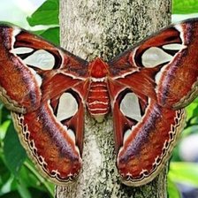 Схема вышивки «бабочка-змея»