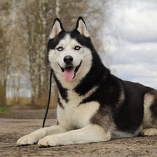 Схема вышивки «Оскар»