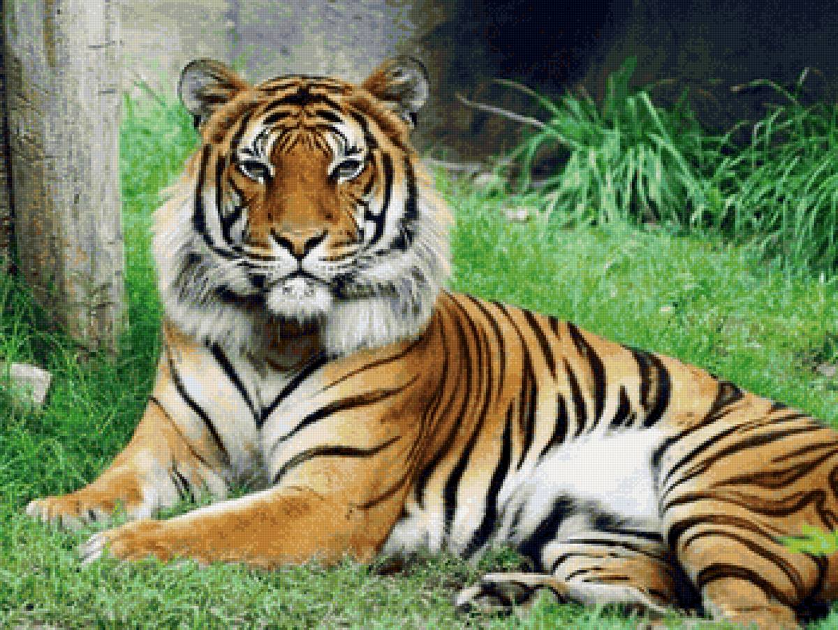 дикие - предпросмотр