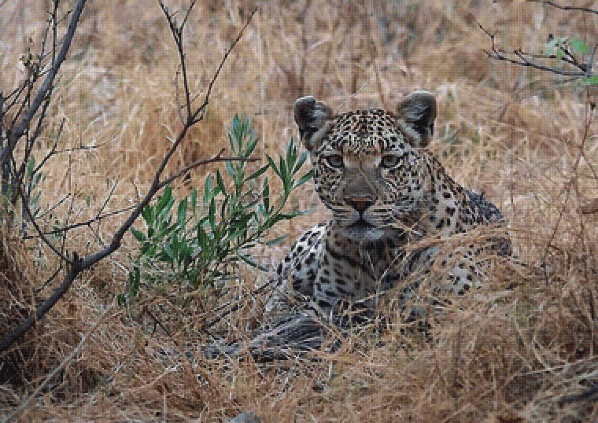 мир животных. - мир животных. - предпросмотр