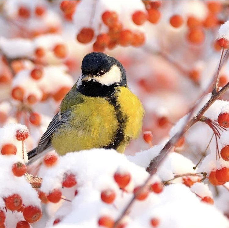 Синичка на рябине - зима, синица, рябина, птица - оригинал