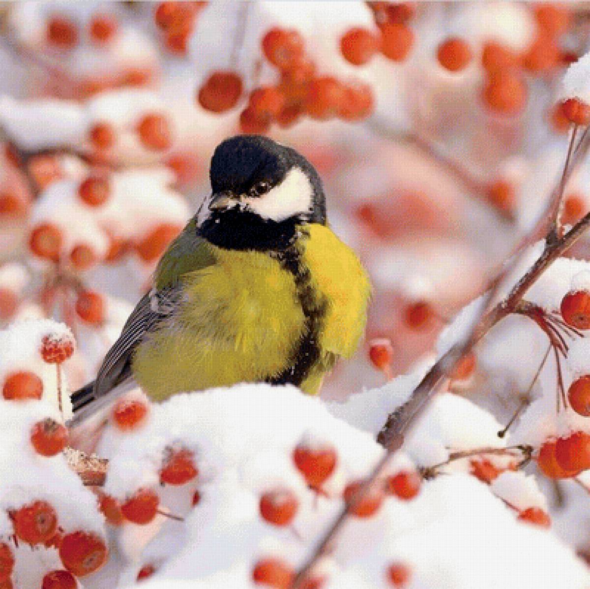 Синичка на рябине - синица, птица, зима, рябина - предпросмотр