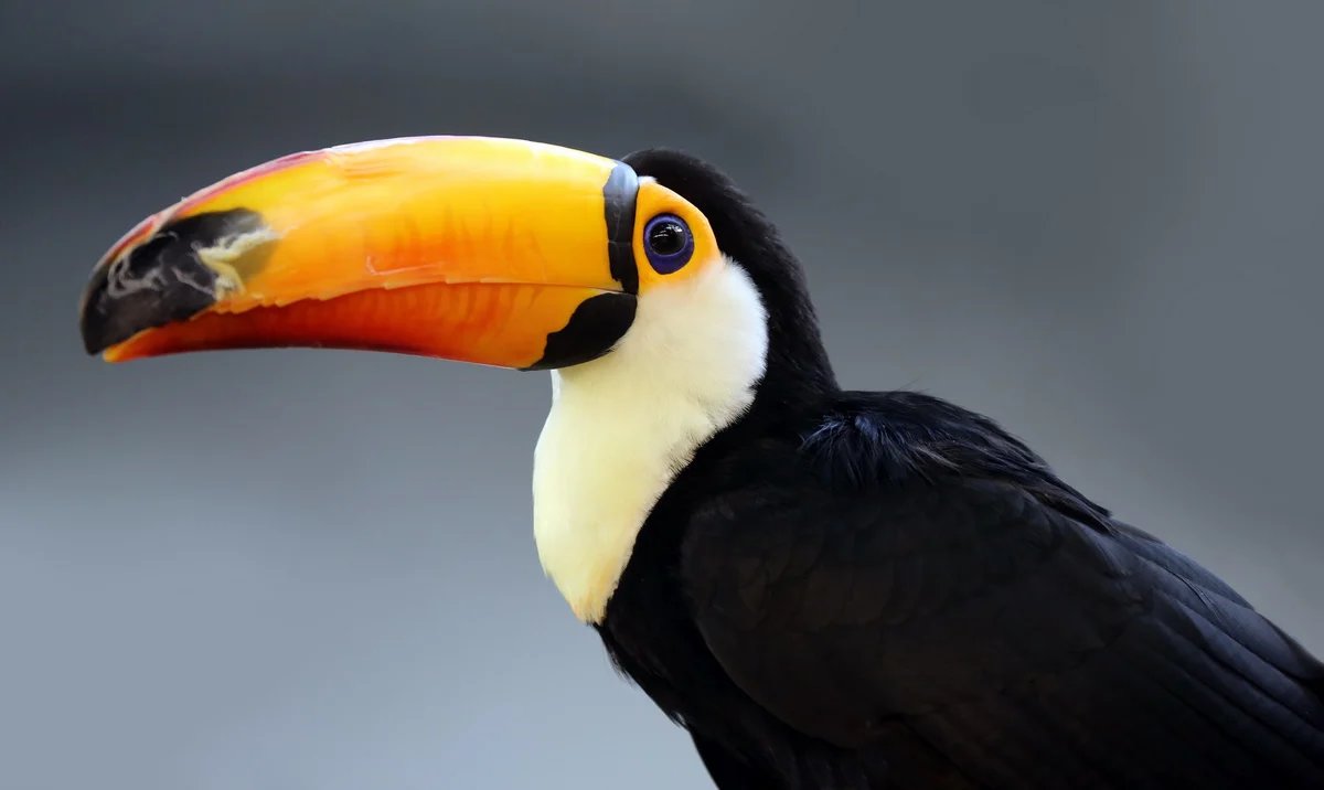 Удод - удод, птица - оригинал