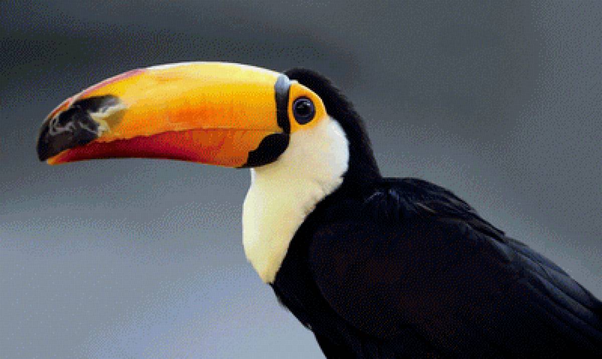 Удод - удод, птица - предпросмотр