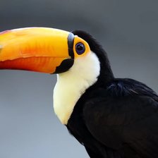 Схема вышивки «Удод»