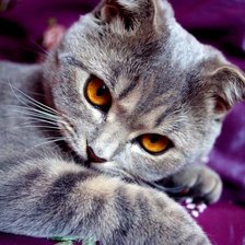 Схема вышивки «Луиза»