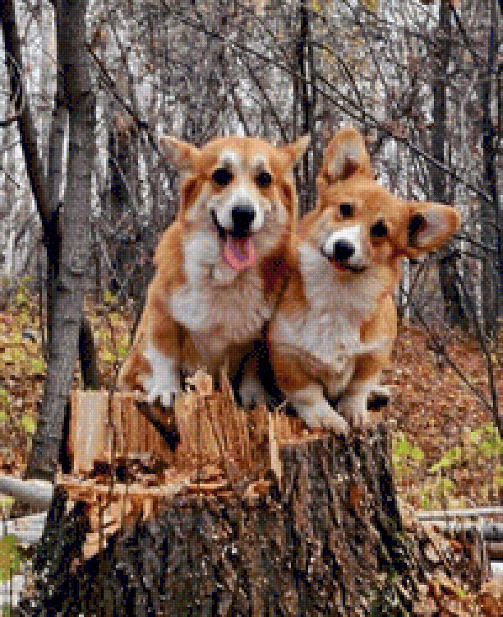 собаки - предпросмотр