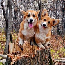 Схема вышивки «собаки»