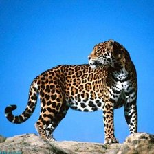 Схема вышивки «леопарды»