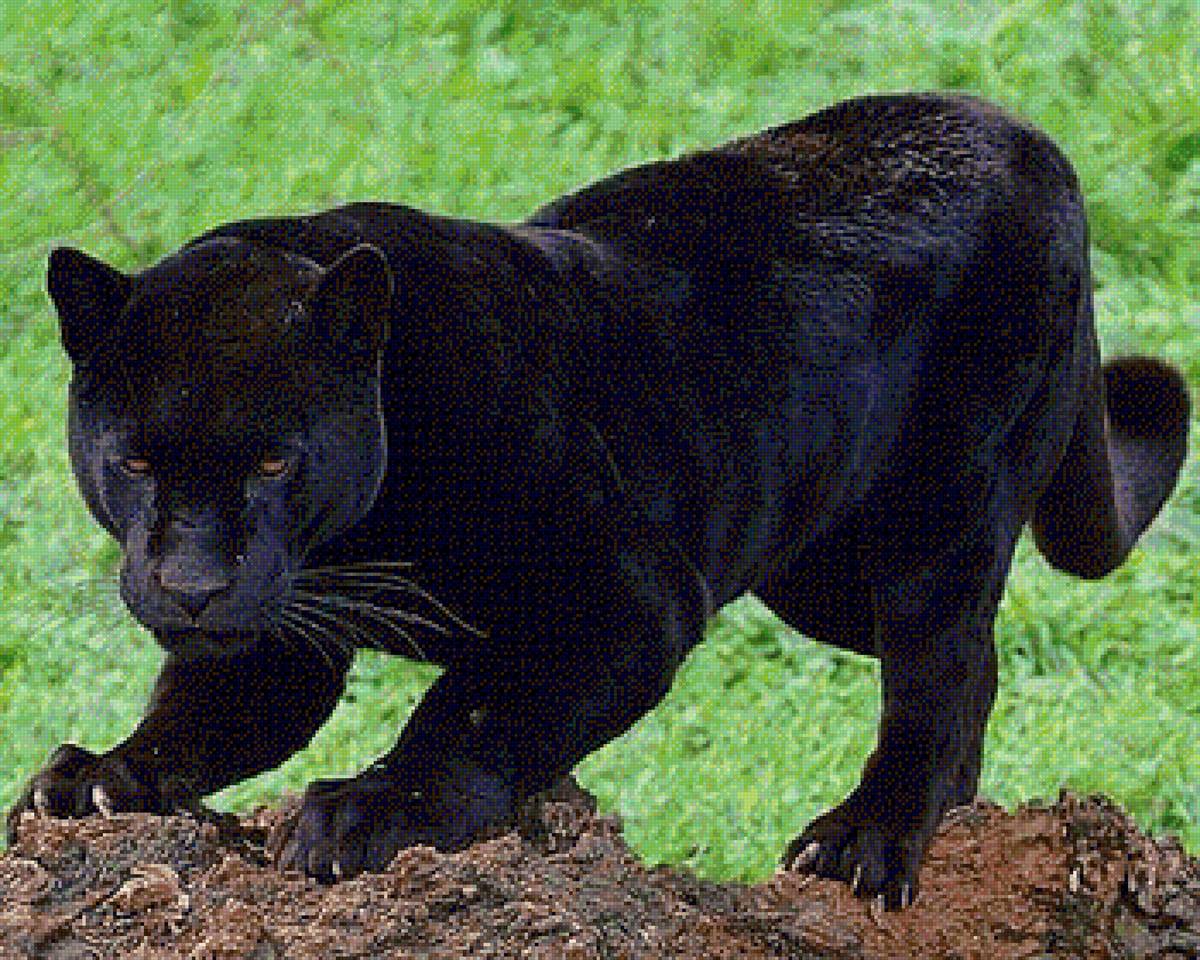 пантера - предпросмотр