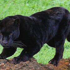 Схема вышивки «пантера»