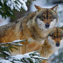 Схема вышивки «волки»