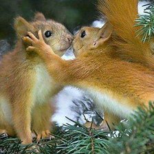 Схема вышивки «нежность»