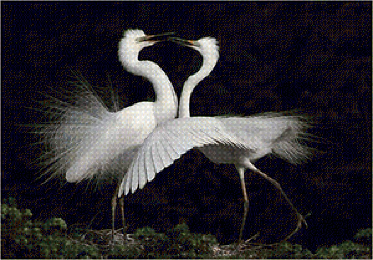 птицы - предпросмотр