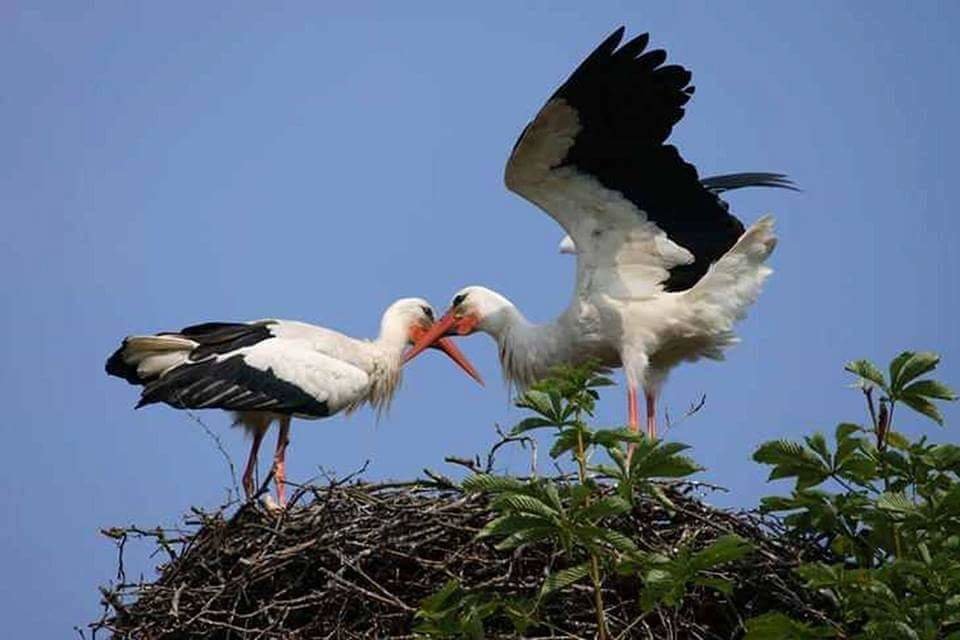 птицы - оригинал