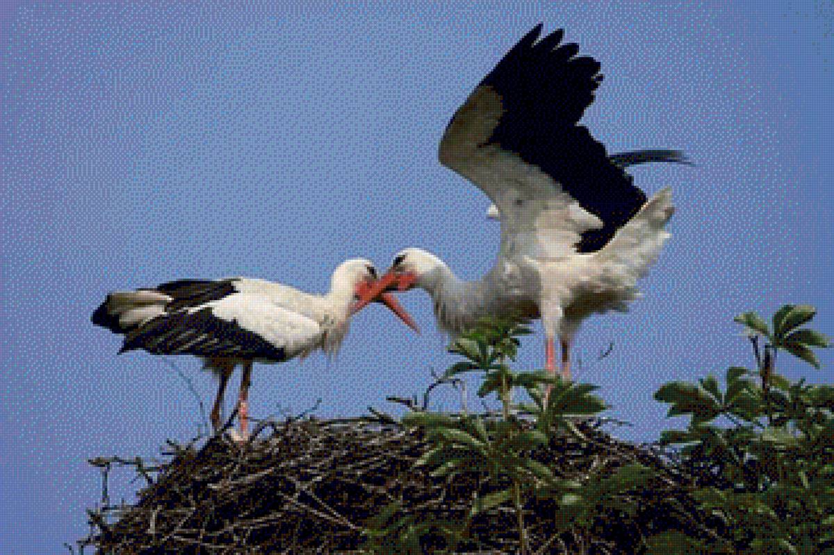 птицы - предпросмотр