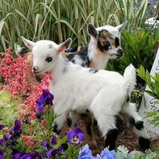 Схема вышивки «козлята»