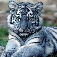 Схема вышивки «львенок»