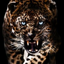 Схема вышивки «гепард»