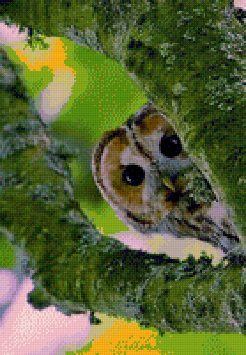 сова - птицы сова - предпросмотр