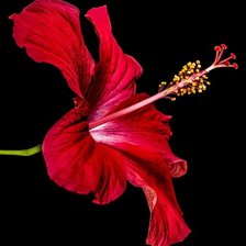 Схема вышивки «flora»