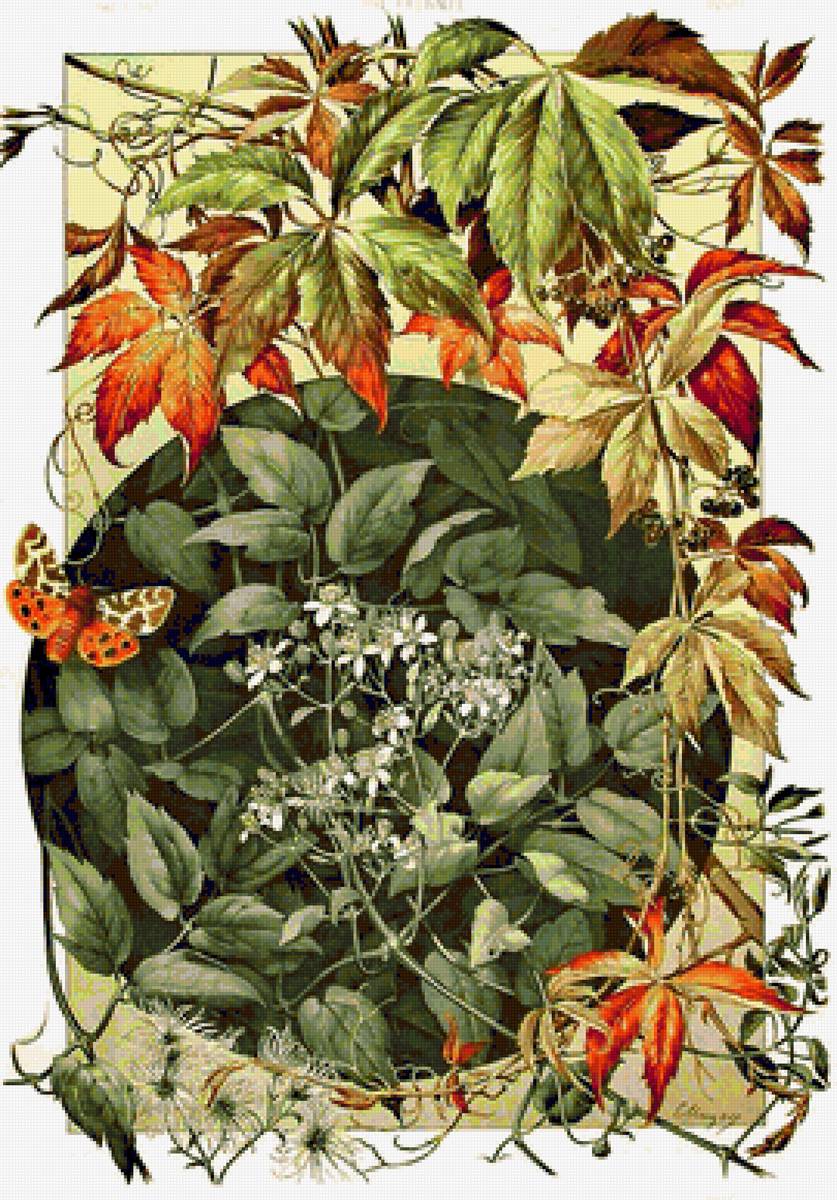 Anton Seder - принт, орнамент, узоры, виноград - предпросмотр