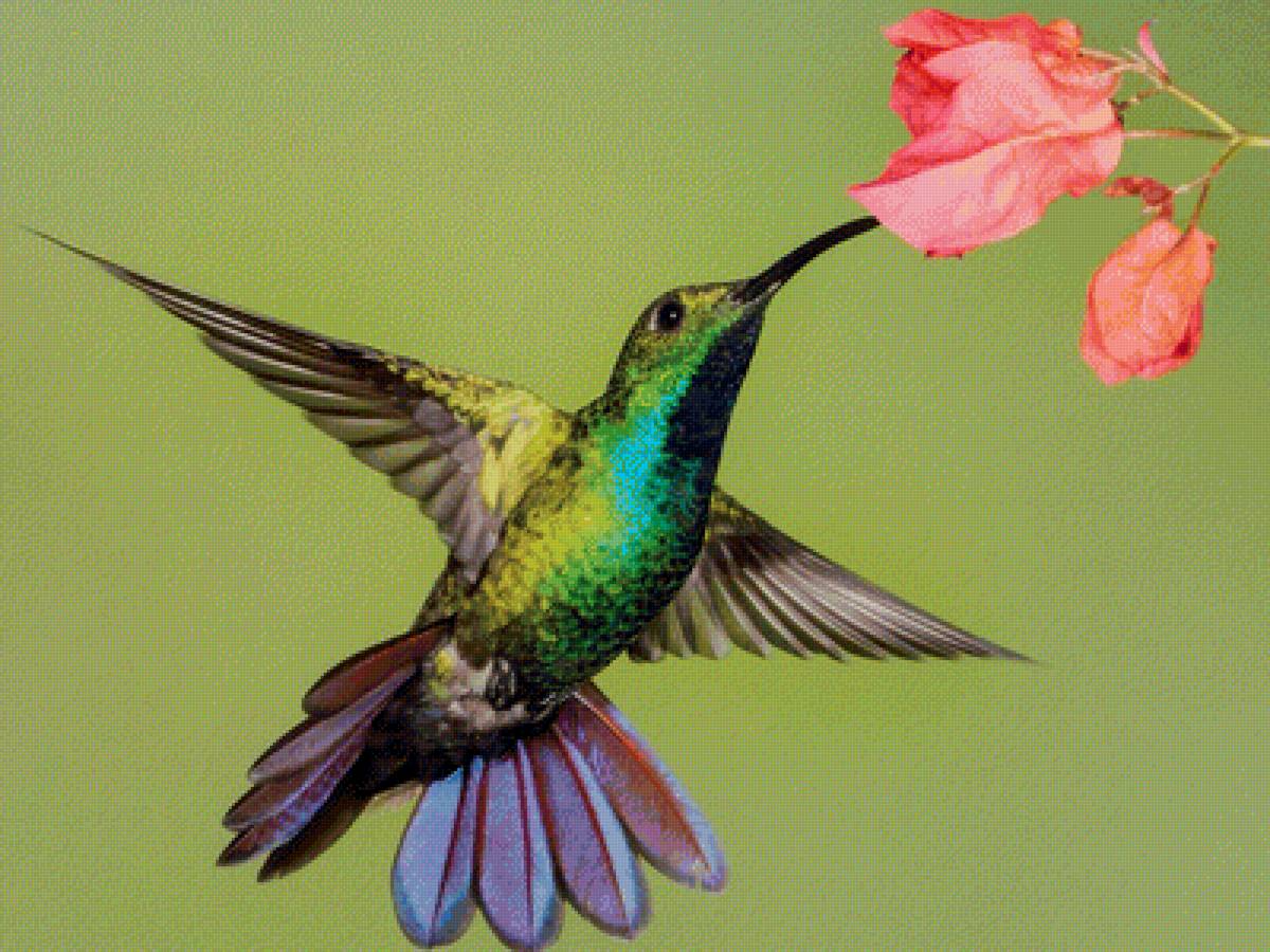 Колибри 7 - колибри, птичка, цветок - предпросмотр