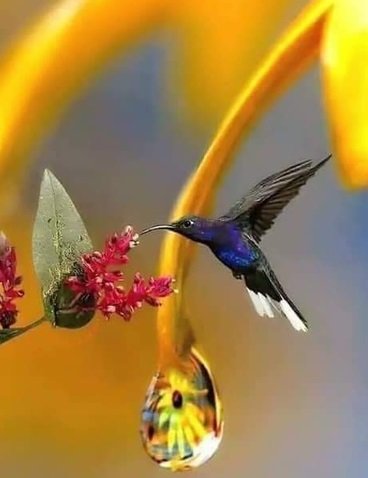 Колибри 8 - колибри, птичка, цветок - оригинал