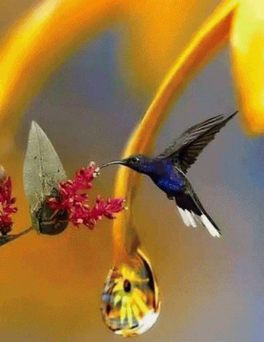 Колибри 8 - колибри, цветок, птичка - предпросмотр