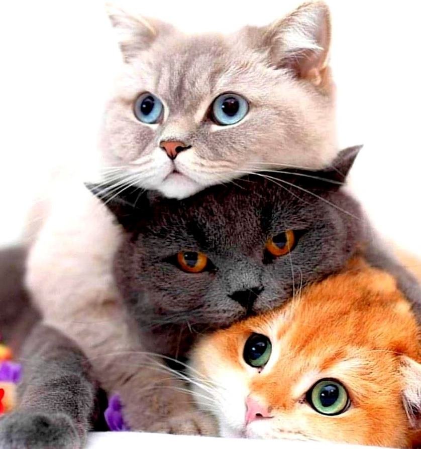 kotiki - оригинал