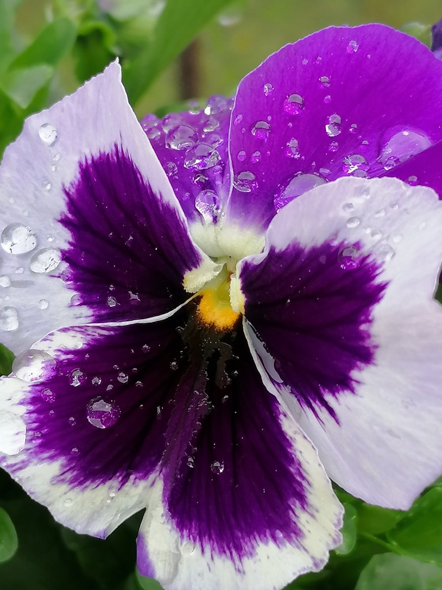 Bratek - оригинал