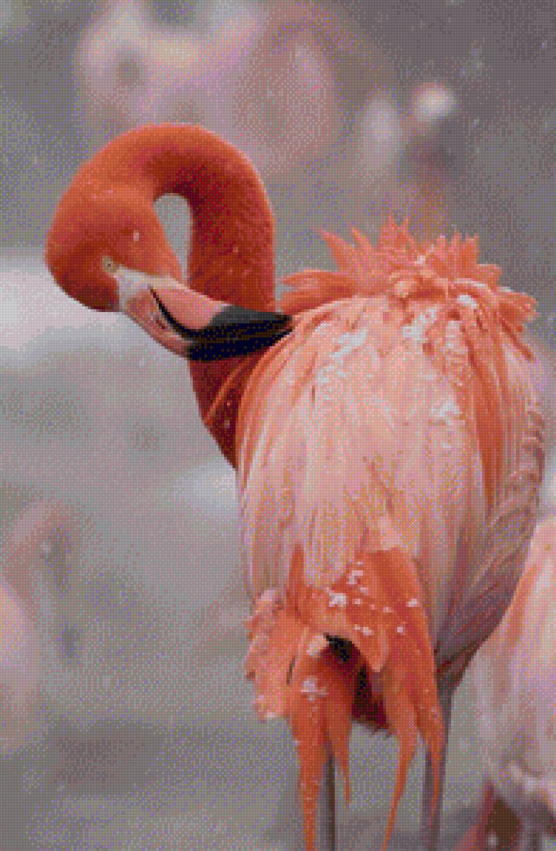 фламинго - предпросмотр