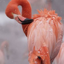 Схема вышивки «фламинго»